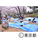 芝増上寺の桜