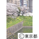 千鳥ヶ淵の桜