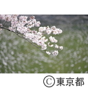 千鳥ヶ淵の桜