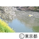 千鳥ヶ淵の桜