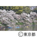 千鳥ヶ淵の桜