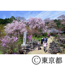 龍珠院の桜