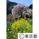 龍珠院の桜