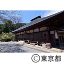 龍珠院の桜