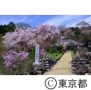 龍珠院の桜