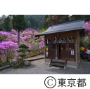 今熊神社のミツバツツジ
