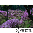 今熊神社のミツバツツジ