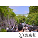 亀戸天神の藤