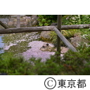 亀戸天神の藤