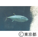 葛西臨海水族園マグロ水槽にスマ導入