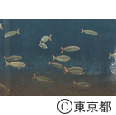 葛西臨海水族園マグロ水槽にスマ導入