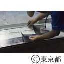 葛西臨海水族園マグロ水槽にスマ導入