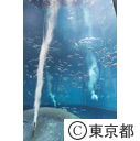 葛西臨海水族園マグロ水槽にスマ導入
