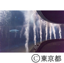 葛西臨海水族園マグロ水槽にスマ導入
