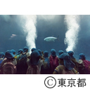 葛西臨海水族園マグロ水槽にスマ導入