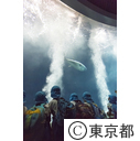 葛西臨海水族園マグロ水槽にスマ導入