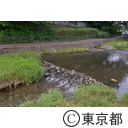 東久留米市南沢湧水