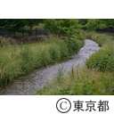 東久留米市南沢湧水