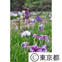 堀切菖蒲園の菖蒲