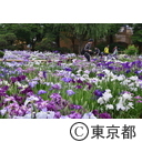 堀切菖蒲園の菖蒲