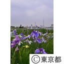 堀切菖蒲園の菖蒲