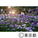 堀切菖蒲園の菖蒲