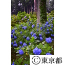 塩船観音のアジサイ