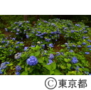 塩船観音のアジサイ