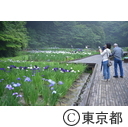 吹上菖蒲公園のショウブ