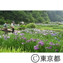 吹上菖蒲公園のショウブ