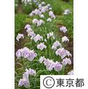 吹上菖蒲公園のショウブ