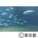 葛西臨海水族園のマグロ