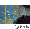 葛西臨海水族園のマグロ