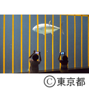 葛西臨海水族園のマグロ