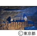 上野動物園「真夏の夜の動物園」