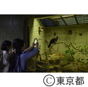 上野動物園「真夏の夜の動物園」