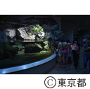 上野動物園「真夏の夜の動物園」