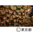 巣鴨大鳥神社例大祭 酉の市