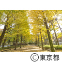 都立城北中央公園の紅葉