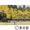 都立城北中央公園の紅葉