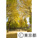 都立城北中央公園の紅葉