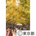 神宮外苑の紅葉