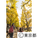 神宮外苑の紅葉