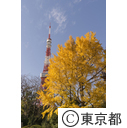 東京タワーと紅葉