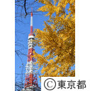 東京タワーと紅葉