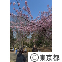 林試の森公園の河津桜