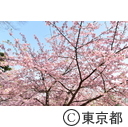 林試の森公園の河津桜