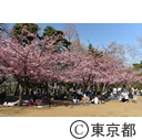 林試の森公園の河津桜