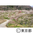 高尾梅郷の梅（木下沢梅林）