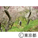 高尾梅郷の梅（木下沢梅林）